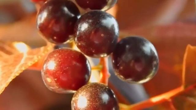 Что творит ЧЕРЕШНЯ? Почему нельзя выбрасывать косточки и хвостики черешни? Польза и Вред Черешни...