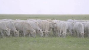 Аулиекольская порода КРС — история, содержание, откорм, показатели, плюсы и минусы. Где купить?