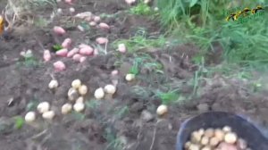 Секрет хорошего урожая картофеля