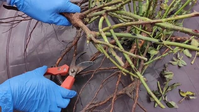 Подготовка саженцев к посадке после получения посылки. Инструкция по посадке.