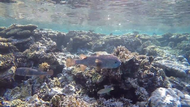 Длинношипая рыба-ёж (лат. Diodon hystrix) - black-spotted porcupinefish | Egypt | Red Sea | Corals смотреть онлайн