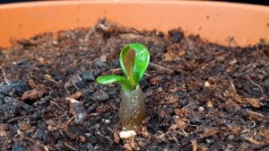 Growing ADENIUM From Seed - Time Lapse  in 100 Days #greentimelapse #gtl #timelapse