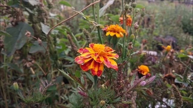 Выездной международный туризм в РФ смотреть онлайн