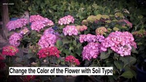 The best tips to maintain a hydrangea | Go419: Nature's corner