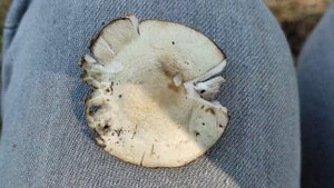 Как отличить Поганку(Для НОВИЧКОВ)