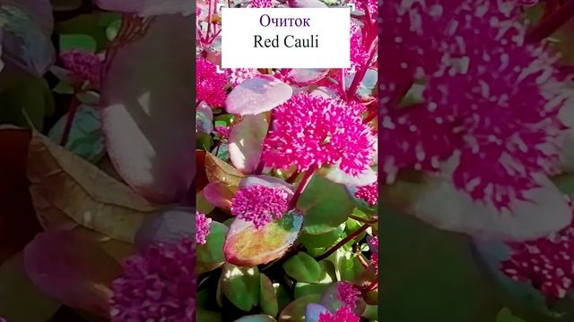 Очиток Red Cauli (Sedum).?