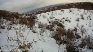 Охота на кеклика(каменная куропатка)