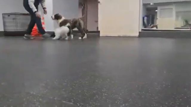 папийон смотреть онлайн