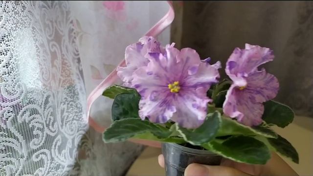 СЕНПОЛИЯ ЛЕ- СЮРПРИЗ ЗИМЫ. ПОПУЛЯРНЫЕ СОРТА ФИАЛОК.