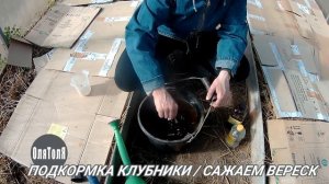 ПОДКОРМКА КЛУБНИКИ  САЖАЕМ ВЕРЕСК