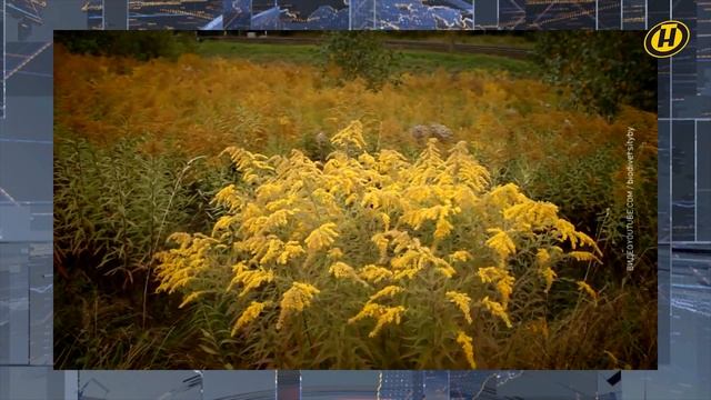 Красивый, но коварный: чем опасен золотарник канадский? || Зеленая среда смотреть онлайн