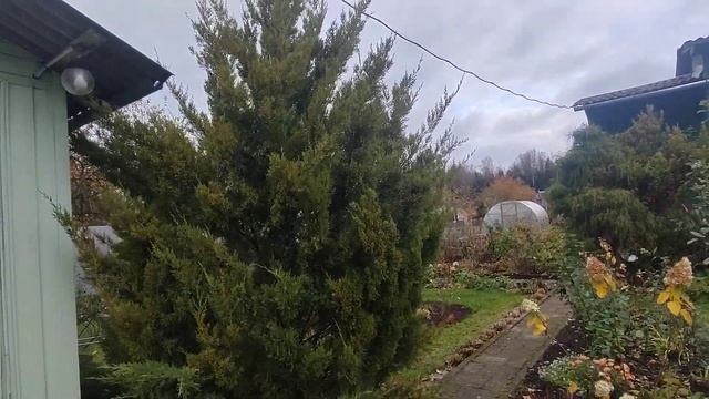 Прогулка по саду 7 ноября 2023г. Хвойные в саду.#садсвоимируками #дизайнсада #ласточкинсад