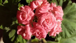 моя красавица розебудная  пеларгония  античная роза Grainger's Antique Rose