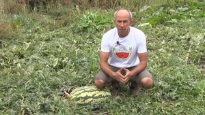 Арбуз весом более 50 кг вырастил белгородский фермер Андрей Шляхов