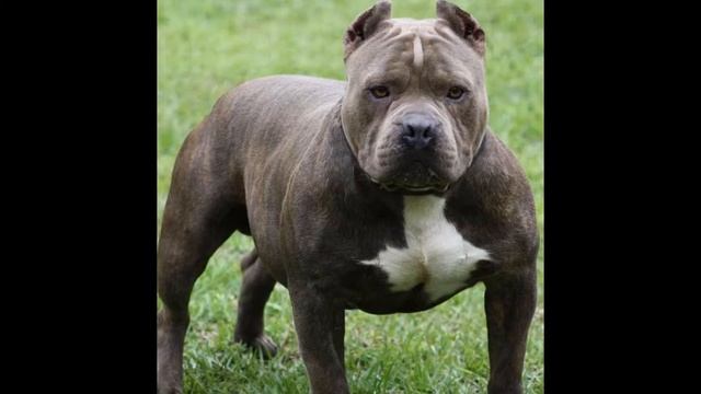 American Pit Bull Terrier (dog Breed HD Slide Show)! / Американский  питбультерьер !
