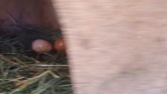 Всю траву с огорода и сада, курочкам отдаю. смотреть онлайн