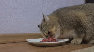 КОШКА ест СЫРОЕ МЯСО?