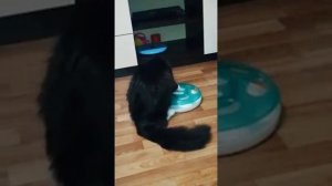 Выбираем недорогую игрушку для котенка Мейн-куна. Choose an inexpensive toy for Maine Coon.