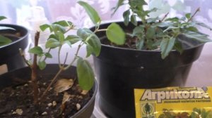 Как сохранить фуксии зимой. Черенкование, укоренение в воде. Первые подкормки