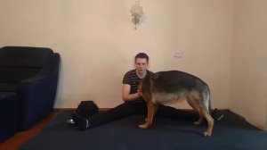 НЕМЕЦКАЯ ОВЧАРКА НАПАЛА НА ПОМЕРАНСКОГО ШПИЦА |СЛУЧИЛОСЬ ЧП | ДРАКА СОБАК