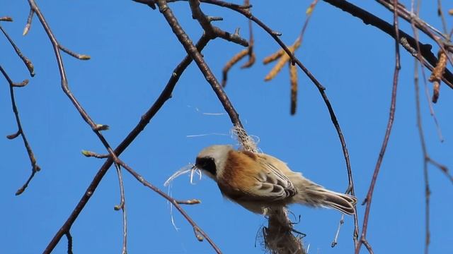 Обыкновенный ремез (Remiz pendulinus) смотреть онлайн