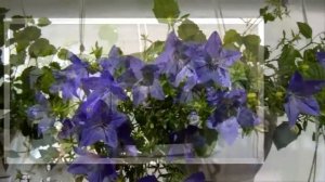Кампанула Начало цветения