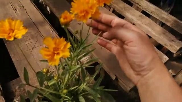 Кариопсис жёлтый махровый бордюрный обзор