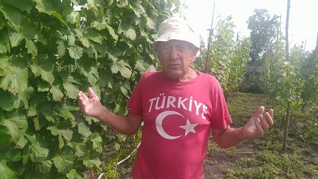 Некоторые нюансы при работе системными фунгицидами на винограднике. смотреть онлайн