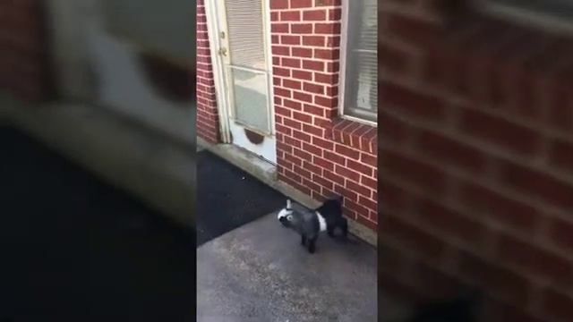 Веселые козы🐐 смотреть онлайн