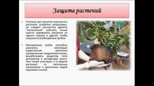 микориза