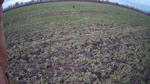 Охота на зайца.Краснодарский край,опытный заяц