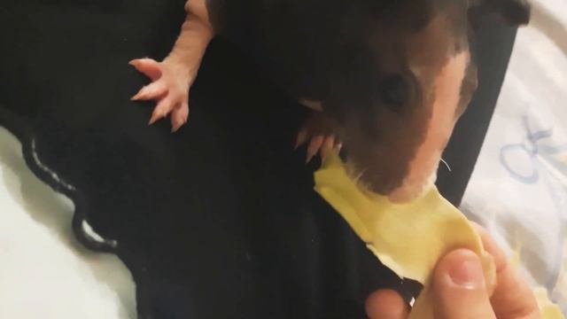 ??Всё о моей морской свинке породы скинни/Бел ла?? смотреть онлайн