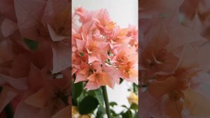 Махровые сорта бугенвиллии.