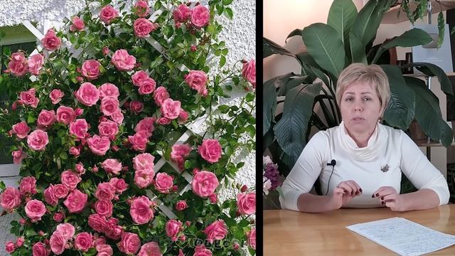 ОБЯЗАТЕЛЬНО ПОСАДИТЕ ПЛЕТИСТЫЕ РОЗЫ!!!  ТОП 10 ЛУЧШИХ СОРТОВ / Садовый гид