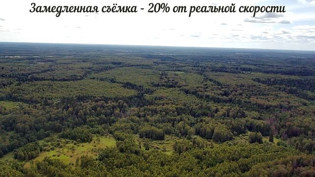 Птица атакует квадрокоптер?