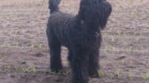 Black Russian Terrier: Sandbad