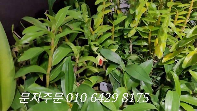 난초맘의 냥이와 세인 덴파니아 смотреть онлайн