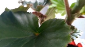 Бегония раскрывает бутоны.