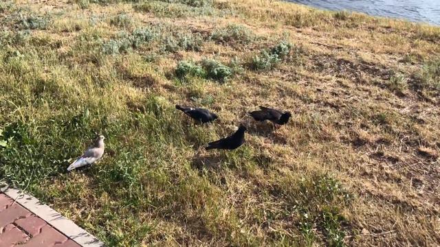 Триатлон парк Астана, часть-2 | Triathlon Park Astana смотреть онлайн