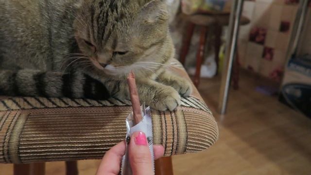 VLOG ЧЕЛОВЕЧЕСКАЯ ГОЛОВА ПОЧТОЙ! 28.06.2016 смотреть онлайн