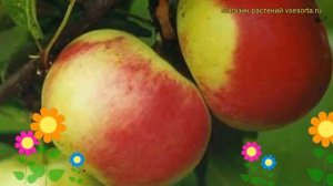 Яблоня Брянское (Яблоня Bryanskoe). Краткий обзор, описание характеристик, где купить, саженцы