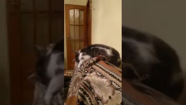 Кот, который любит оливки и балдеет от них смотреть онлайн