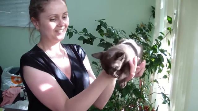 Багси Бурмакофф - бурманский котенок PCA смотреть онлайн
