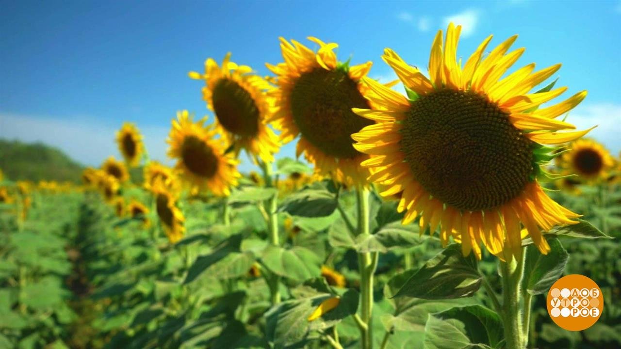 Подсолнух: не только семечки. Доброе утро. Фрагмент от 13.08.2021