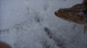 Пойдём с конём.