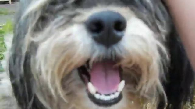 кино про собаку.AVI смотреть онлайн