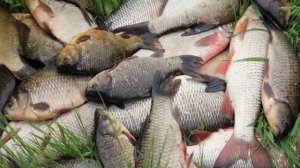 активатор клева fish drive реальные отзывы