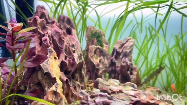 Стойка с двумя аквариумами смотреть онлайн