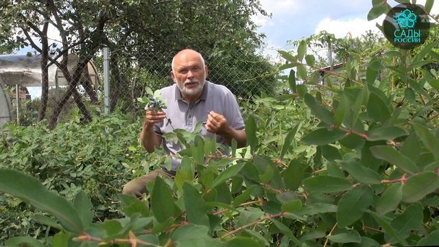 Секреты щедрого урожая жимолости смотреть онлайн