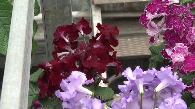 стрептокарпусы Диметрис Апрель 2012 часть 3 смотреть онлайн